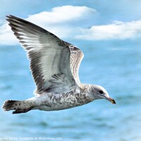 Buy canvas prints of Gull in Flight by Elaine Manley