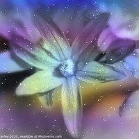 Buy canvas prints of  Winter Star Flower by Elaine Manley