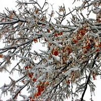 Buy canvas prints of Snow Topped Tree with Berries by Elaine Manley