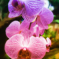 Buy canvas prints of Rainbow Orchids ...flower  by Elaine Manley