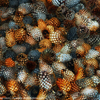 Buy canvas prints of Pine Cones...  misc  by Elaine Manley