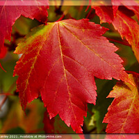 Buy canvas prints of  Red Maple Leaves  ...misc by Elaine Manley