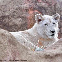 Buy canvas prints of White Lion by Elaine Manley