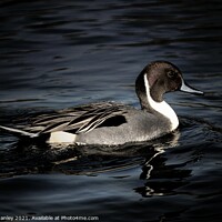 Buy canvas prints of Northern Pintail by Elaine Manley