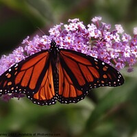 Buy canvas prints of  Monarch Butterfly by Elaine Manley