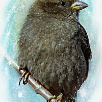 Buy canvas prints of Little Sparrow in Winter by Elaine Manley