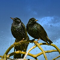 Buy canvas prints of Starlings by Elaine Manley