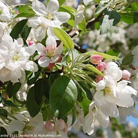 Buy canvas prints of  Spring Apple Blossoms  by Elaine Manley