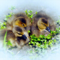 Buy canvas prints of Spring Babies  by Elaine Manley