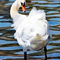 Buy canvas prints of Fluffy Swan  by Elaine Manley