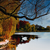 Buy canvas prints of Autumn Swan  by Elaine Manley
