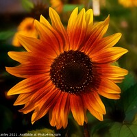 Buy canvas prints of Sun flower by Elaine Manley