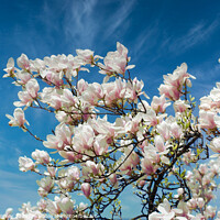 Buy canvas prints of  Spring Magnolia Flower by Elaine Manley
