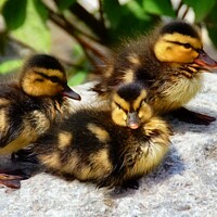 Buy canvas prints of  Mallard Ducklings drying off in the sun by Elaine Manley