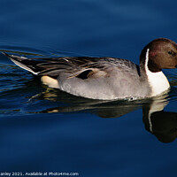 Buy canvas prints of Northern Pintail duck by Elaine Manley