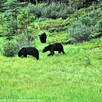 Buy canvas prints of Black Bears in the Wild by Elaine Manley