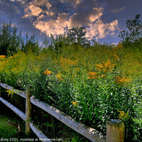 Buy canvas prints of Goldenrod Flower  Pathway by Elaine Manley