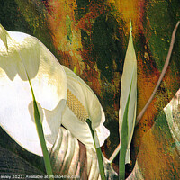 Buy canvas prints of Peace Lily flower  by Elaine Manley