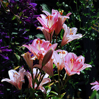 Buy canvas prints of Pink Day Lillies...   flower by Elaine Manley