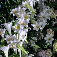 Buy canvas prints of Easter Lillies  by Elaine Manley