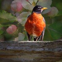 Buy canvas prints of Robin and Spring Blossoms  by Elaine Manley