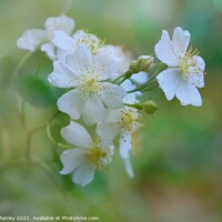 Buy canvas prints of Strawberry Blossoms by Elaine Manley