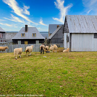 Buy canvas prints of Sheep at Fortress of Louisbourg by Elaine Manley