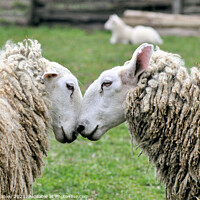 Buy canvas prints of  Sheep     Spring Love by Elaine Manley