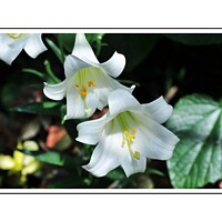 Buy canvas prints of  Spring Easter Lillies  by Elaine Manley
