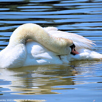 Buy canvas prints of Swan     Afternoon Nap  by Elaine Manley