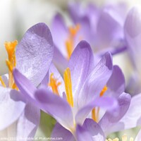 Buy canvas prints of  Spring Flower..  Crocus  by Elaine Manley