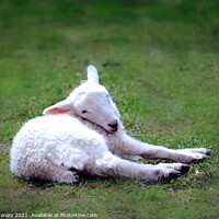 Buy canvas prints of   Animal    Spring Lamb by Elaine Manley