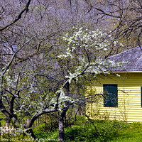 Buy canvas prints of Yellow House in Spring  by Elaine Manley