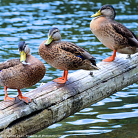 Buy canvas prints of  Ducks Afternoon Chat   by Elaine Manley