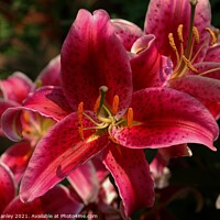 Buy canvas prints of Bright Pink Day Lillies by Elaine Manley