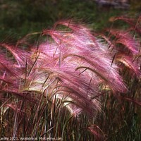 Buy canvas prints of  Flower   Wild Ornamental Grass by Elaine Manley