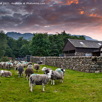 Buy canvas prints of Sheep awaiting shearing Langdale Valley Lake District by Greg Marshall