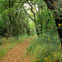 Buy canvas prints of Leafy path in a Spanish Wood by Greg Marshall