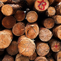 Buy canvas prints of Cut tree logs Alps Italy by Greg Marshall