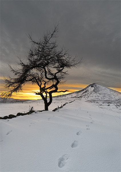  Roseberry Topping, Winter Sunset, Teesside Picture Board by Greg Marshall