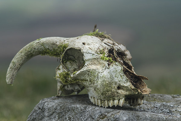 Sheeps skull Picture Board by Greg Marshall