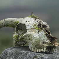 Buy canvas prints of Sheeps skull by Greg Marshall