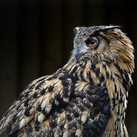 Buy canvas prints of European Eagle Owl by Greg Marshall