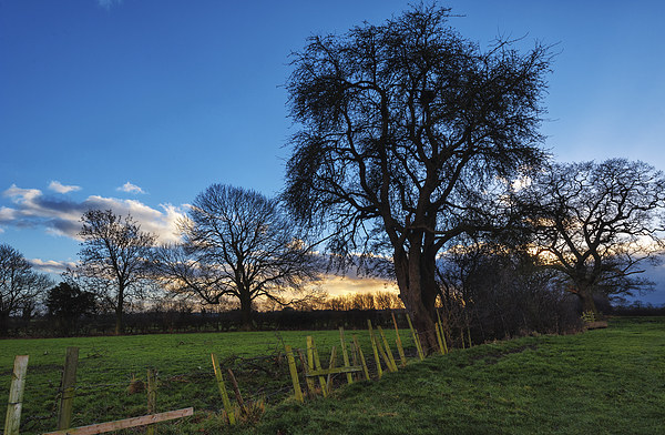 Winter Sunset Trees County Durham Picture Board by Greg Marshall