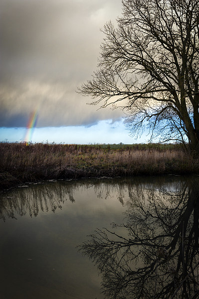 Rainbow Sleepy Hollow Tree Picture Board by Greg Marshall