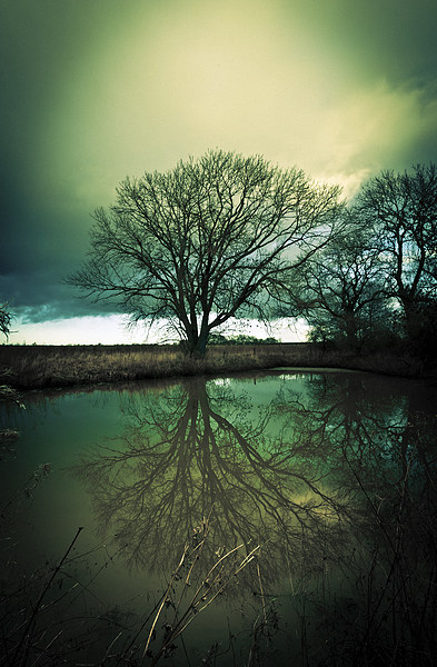 Gothic Sleepy Hollow Tree Reflection Picture Board by Greg Marshall