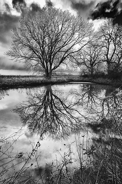 Sleepy Hollow Silver Tree Reflection Picture Board by Greg Marshall