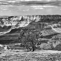 Buy canvas prints of Grand Canyon lone tree by Greg Marshall