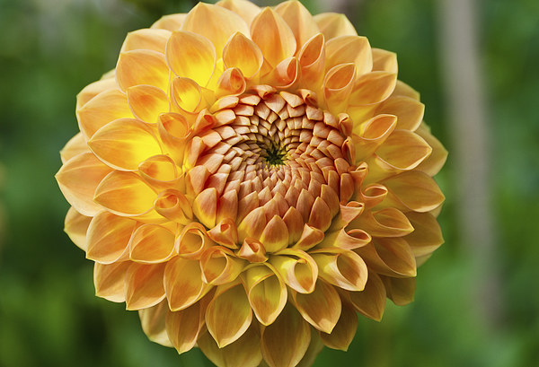  Chrysanthemum Picture Board by Greg Marshall