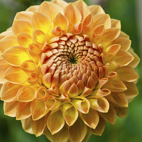 Buy canvas prints of  Chrysanthemum by Greg Marshall